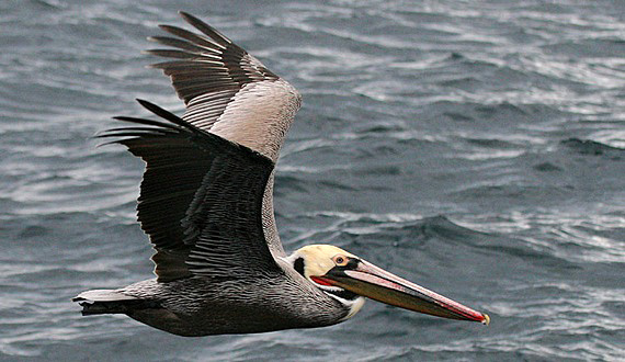 Las Gaviotas Pelicans