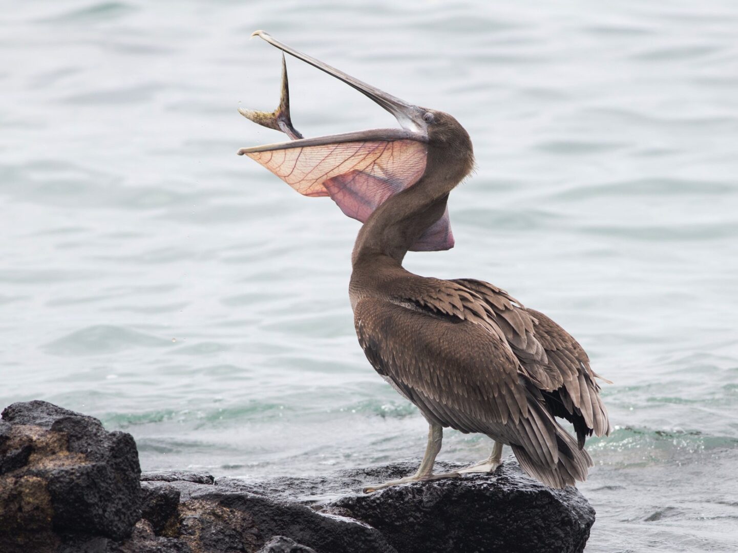 Las Gaviotas Pelicans
