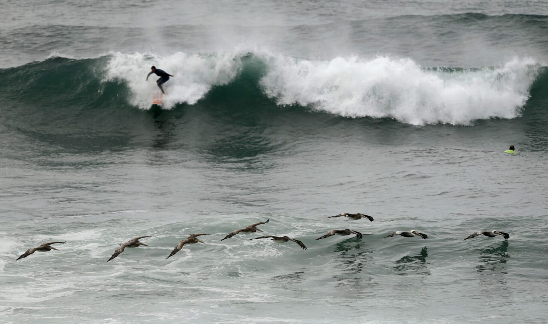 Las Gaviotas Pelicans