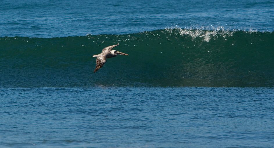 Las Gaviotas Pelicans