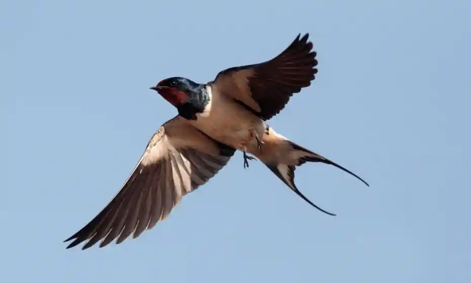 Las Gaviotas Swallows
