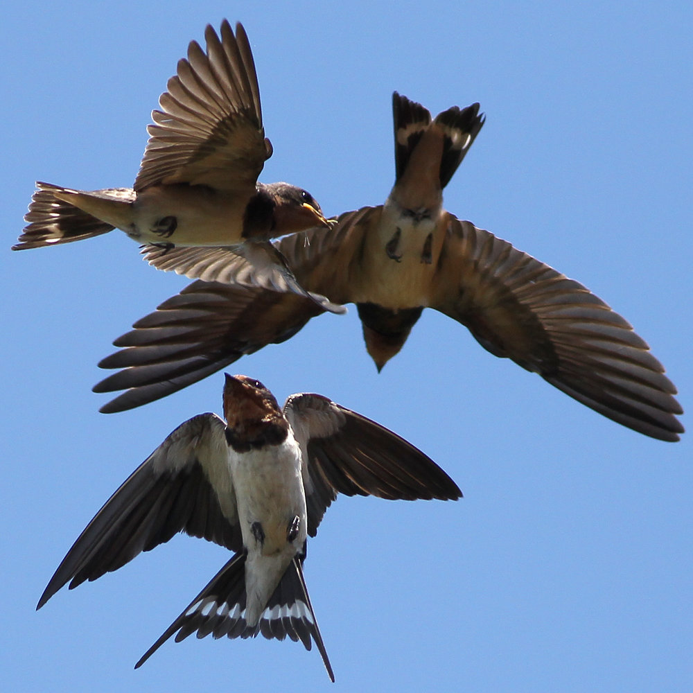 Las Gaviotas Swallows