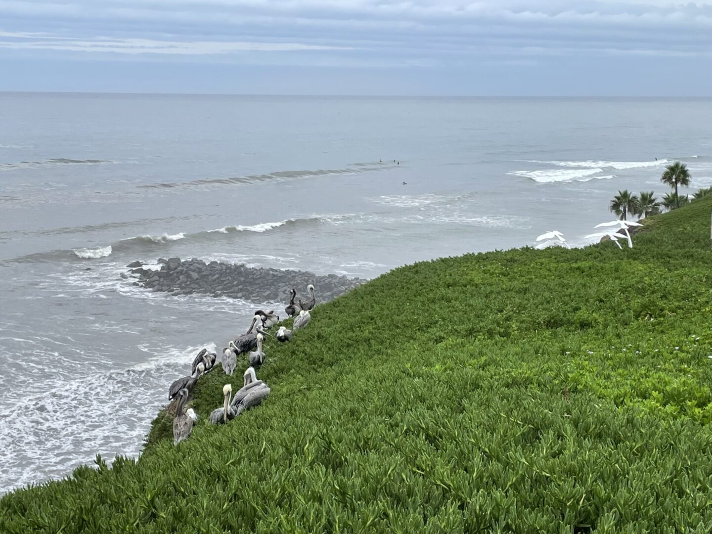 Las Gaviotas Pelicans