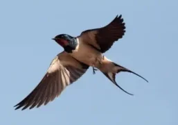 Las Gaviotas Swallows